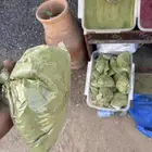 حنا سدر جميع انواع الشعر