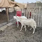جذعان رفيده سمان والبيع سمح