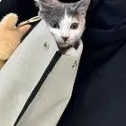 قطه قطوه للتبني