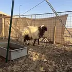 خروف نعيمى