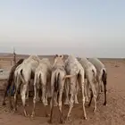 حشو قصب