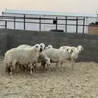 غنم حريه
