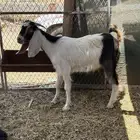 تيس ثلاجة