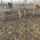 للبيع حشو طيبات