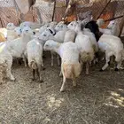 بهم مهجن سمان