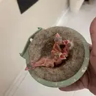 جوز كناري مع فروخه