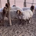 شياه نعيم