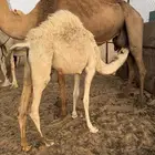 بكره عفرى