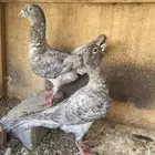 للبيع حمام قرقاطي طبات ذكر و انثى زواج