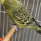 عصفور البادجي للبيع