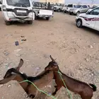 اثنين تيوس ماشاء الله تبارك الله