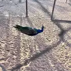 طاوس ذكر للبيع