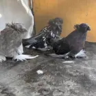 حمام بخاره