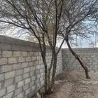 شجر طلح او سمر بلاش