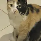 قطط للتبني العمر شهرين