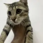 كتن للتبني