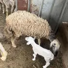 رخله رباع منتجه أنثى