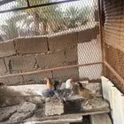 دجاج للبيع