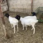برابر بربري ذبح