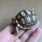 سلحفاه سولكاتا العملاقه