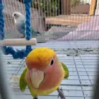 للبيع جوز روز مع الشبك
