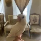 روز البينو أليف للبيع