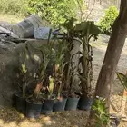 شتلات موز يمني