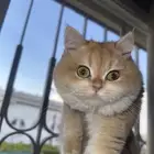 للبيع قطط برتش اناث