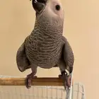 فرخ كاسكو نهاية غر
