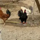 ديكه للبيع