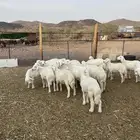 طليان