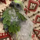 فرخ يلوناب امازون