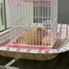 هامستر لتبني