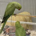 ببغاء