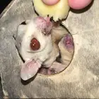 سناجب طائره