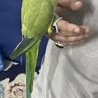 بغبغاء أليفة جدا العمر سنة