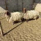 شياه نعيم دفيع