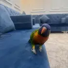 ببغاء لوري متكلم
