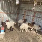 عندي بهم نعيم اعماره تقريبا 3 شهور ونص. فل شحم