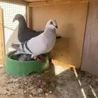 حمام