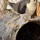 حمام شيرازي جوز