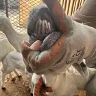 هجين حريات