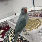 بمناسبه نجاح ابنائنا الطلاب وبدء الاجازه الصيفيه عرض خاص