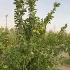 للبيع ثمار ليمون اضاليا البيع جمله
