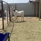 تيس ثني