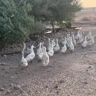 بط بكيني سوبر جامبو