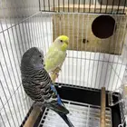 عصافير بادجي   عصافير الحب