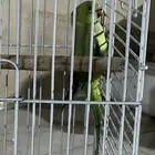 ببغاء درة للبيع