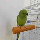 ببغاء درة هندي للبيع