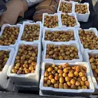 روثانه